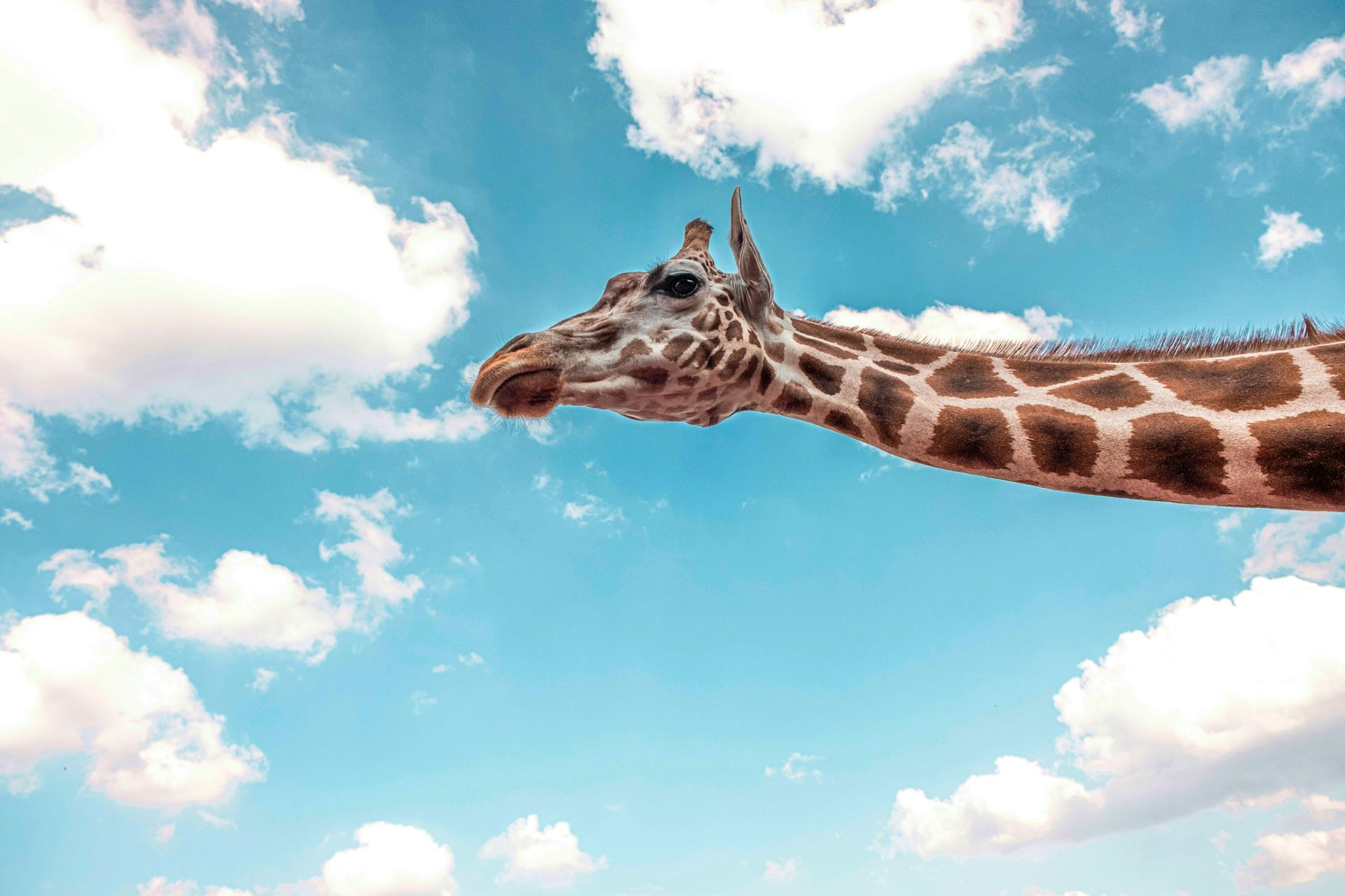 La tête et le cou d'une girafe devant un ciel bleu.
