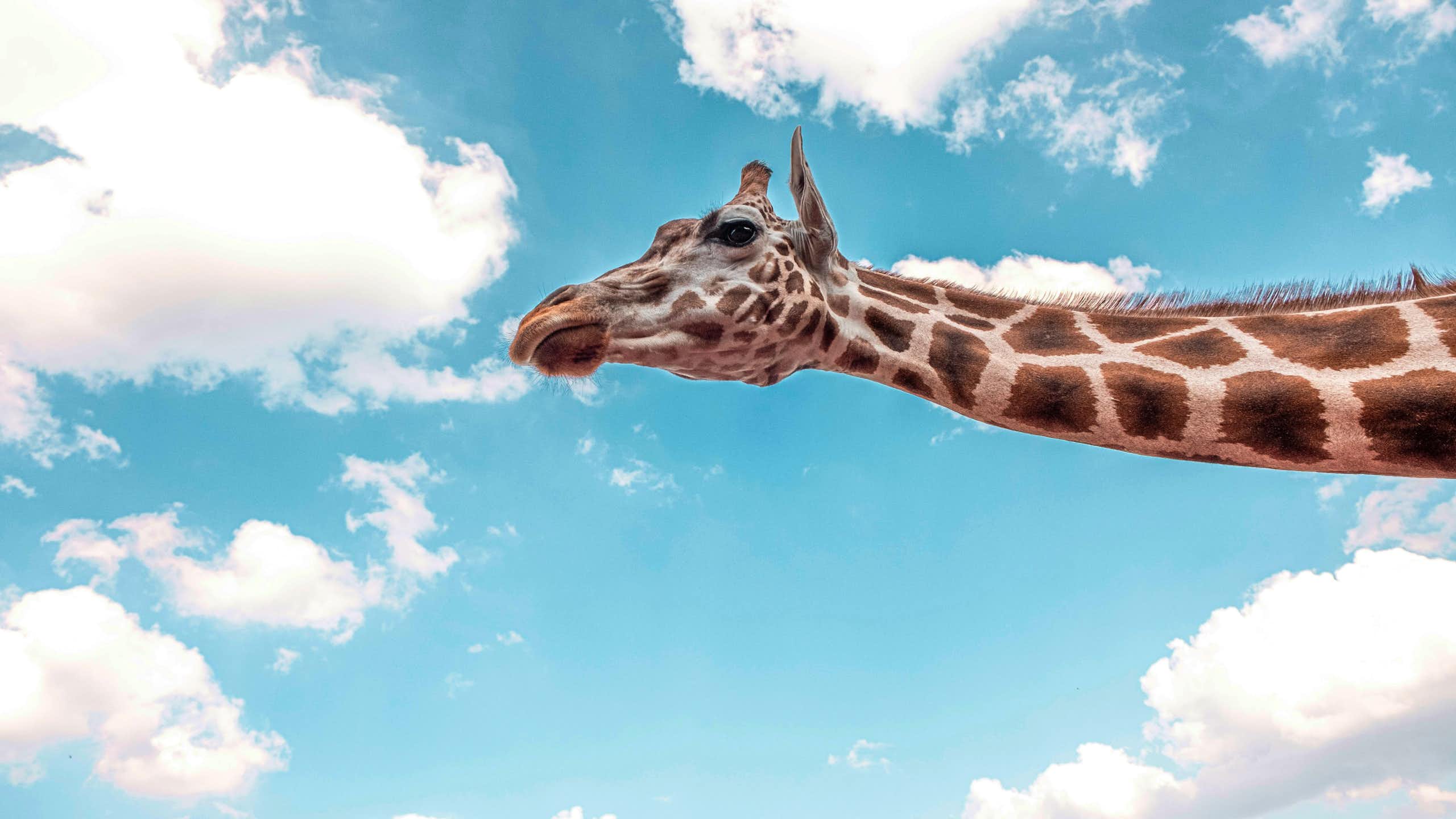 La tête et le cou d'une girafe devant un ciel bleu.