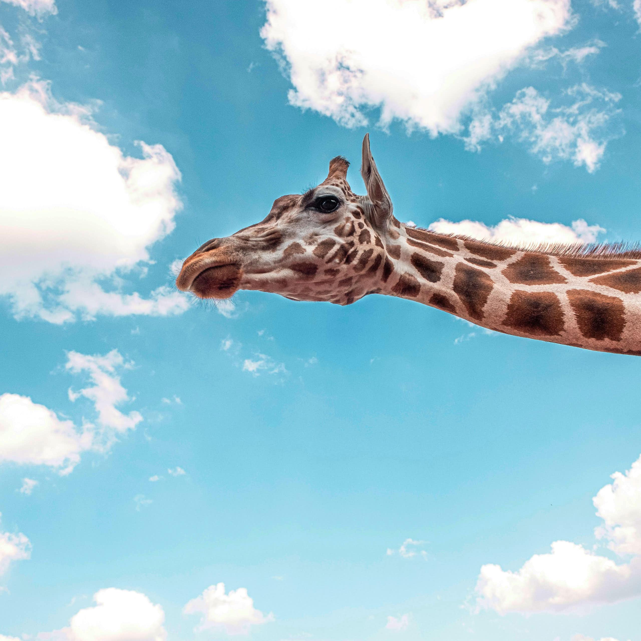 La tête et le cou d'une girafe devant un ciel bleu.