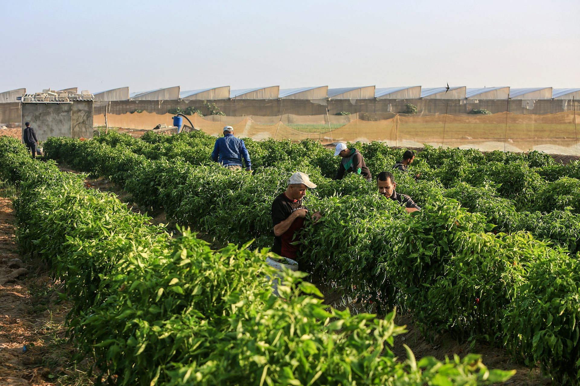 Palestinian farmers harvesting green peppers at a farm in Khan Yunis, Gaza.