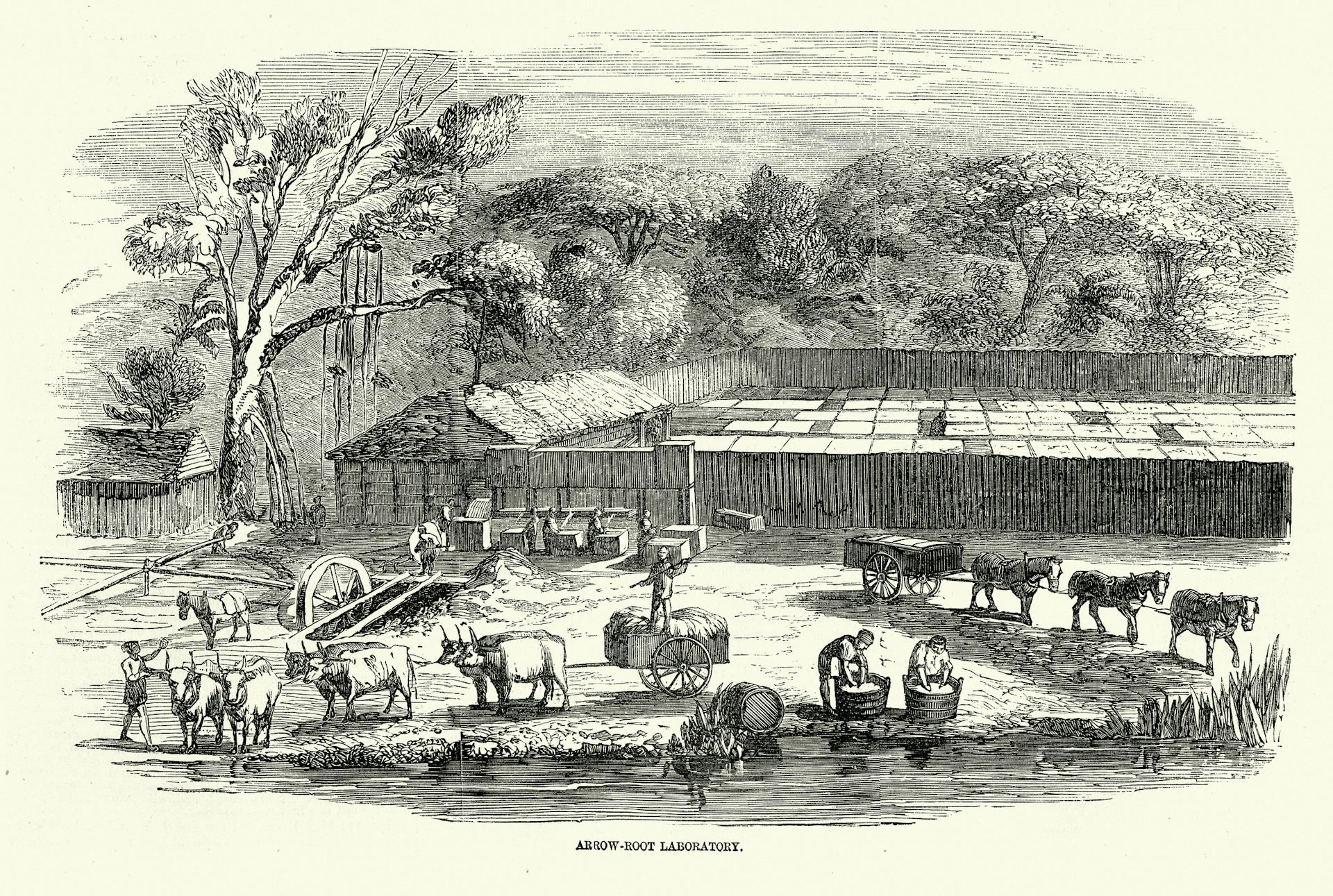 Old illustration of industrial operations alongside a river, with oxen pulling carts and people bent over washtubs