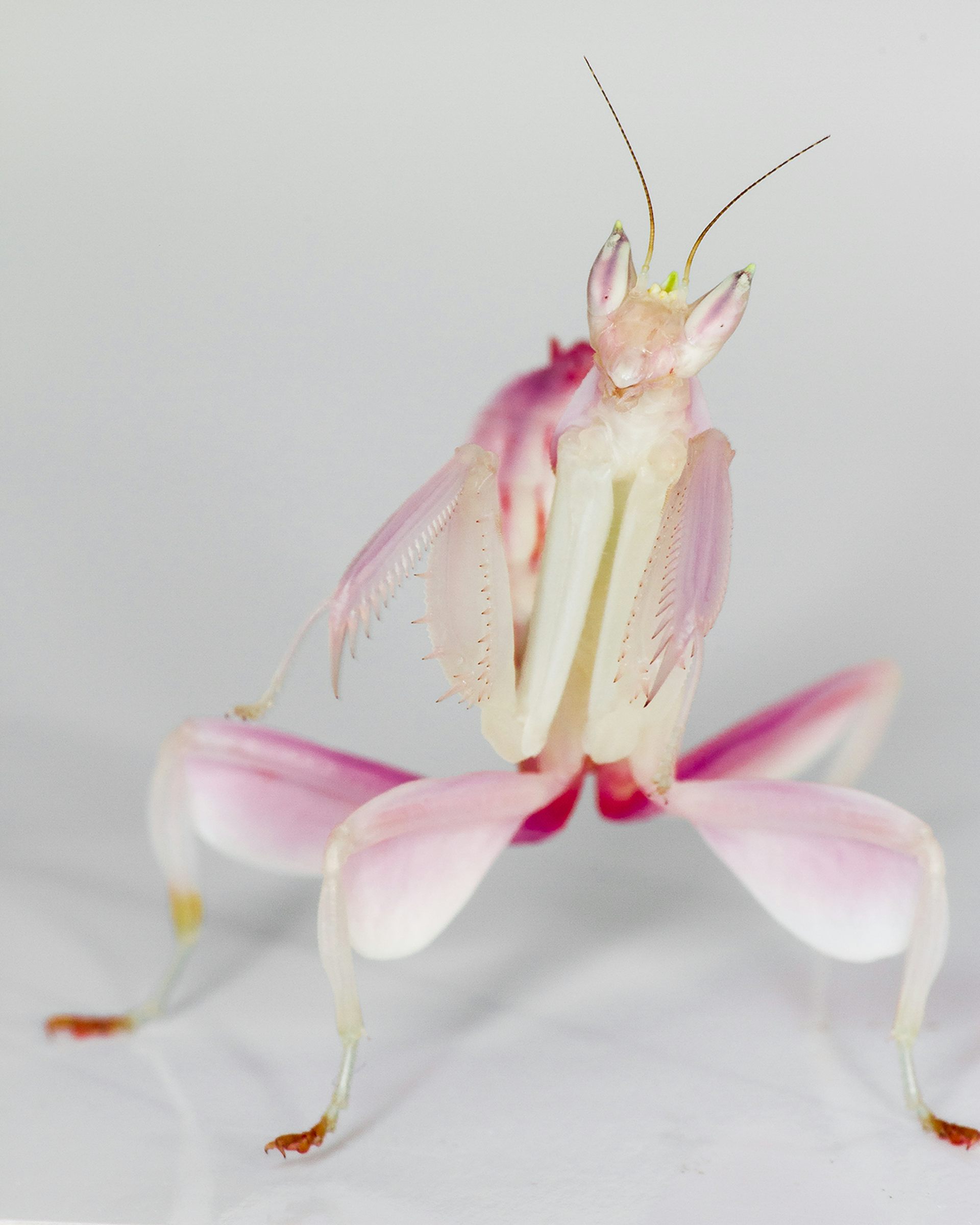 Secrets Of The Orchid Mantis Revealed – It Doesn't Mimic An Orchid ...