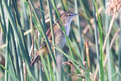 A small brown bird sitting in reeds in a wetland