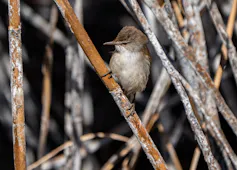 A small brown bird with a white front sitting in reeds
