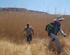 Two people walk through very tall grassland, taller than an adult