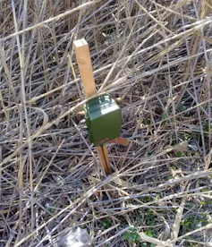 A green box mounted on a wooden stake and placed in the reeds in the ground to record birdsong