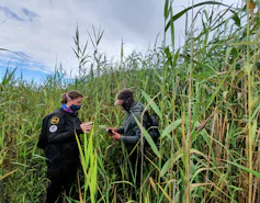 Two researchers stand in a wetland with tall green reeds