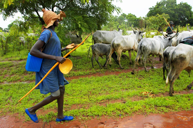 A man in blue dress and holding a stick walks behind a herd of cattle