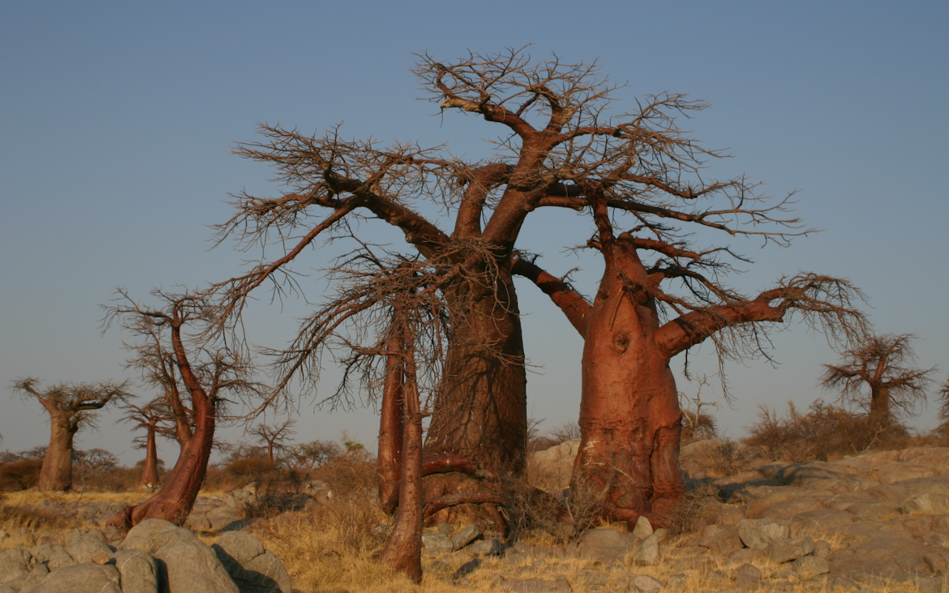 2 big baobab trees surrounded by a number of smaller ones, set against the sky on arid terrain