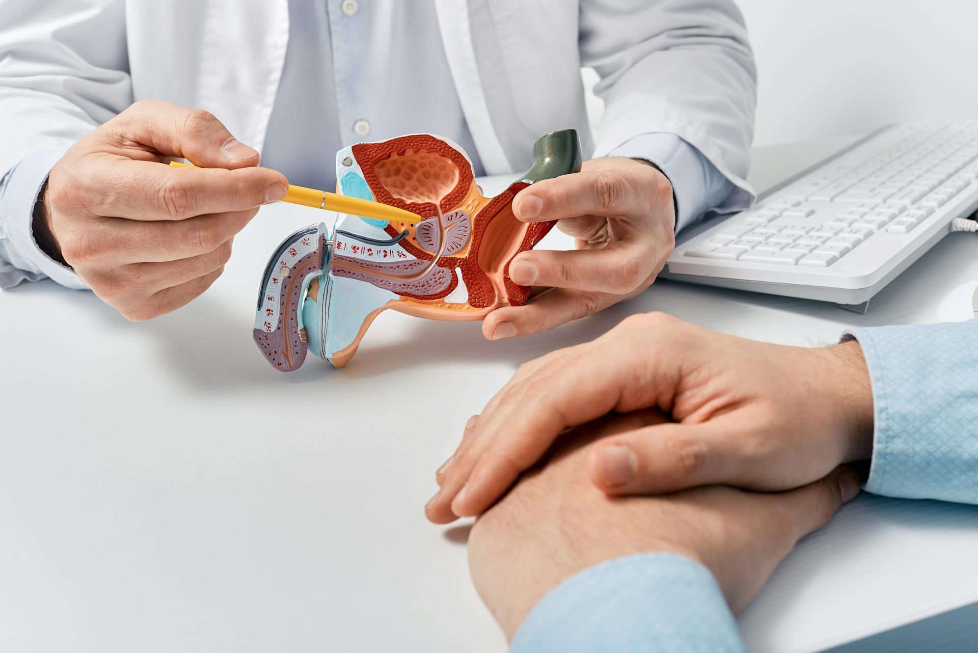 A doctor pointing to the prostate gland on a plastic model of the male reproductive system.