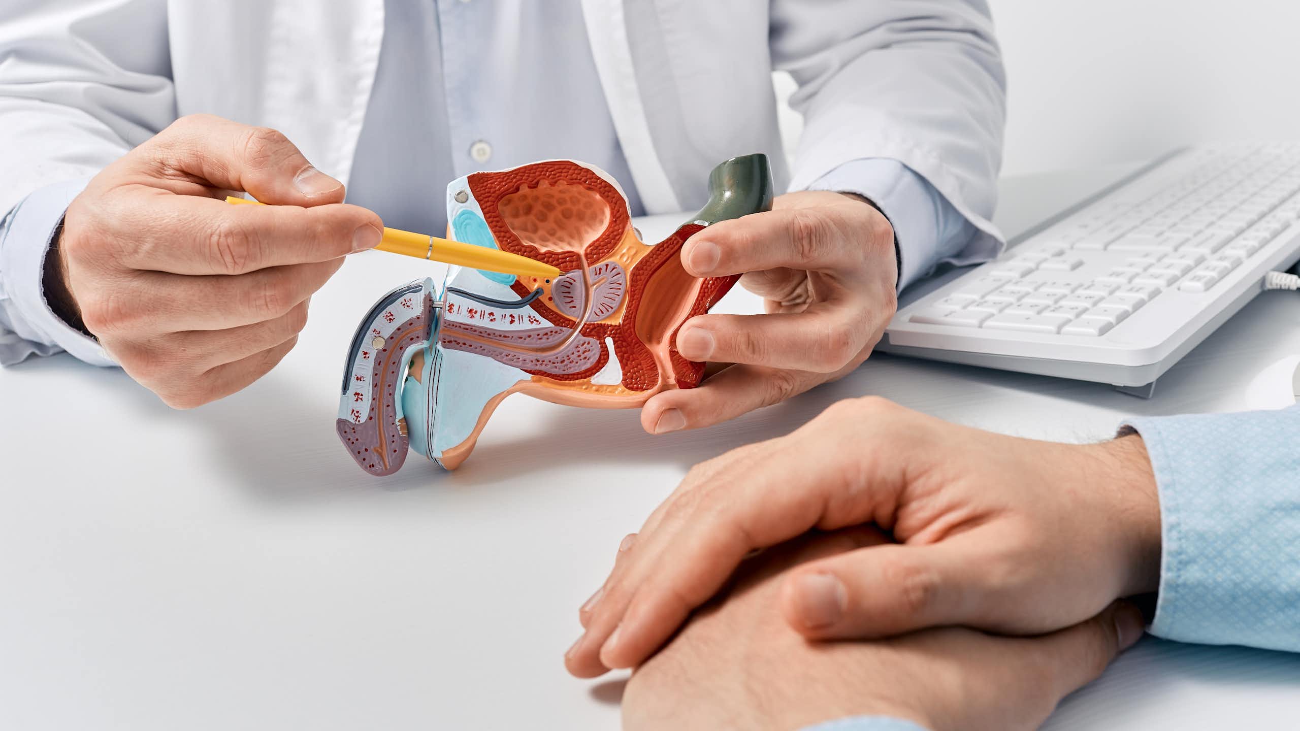 A doctor pointing to the prostate gland on a plastic model of the male reproductive system.