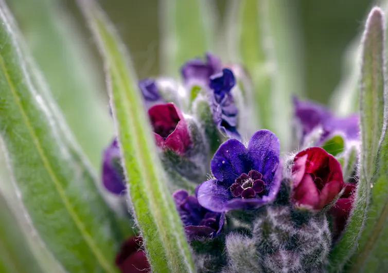 Close up of tiny purple and red flowers with long narrow leaves.