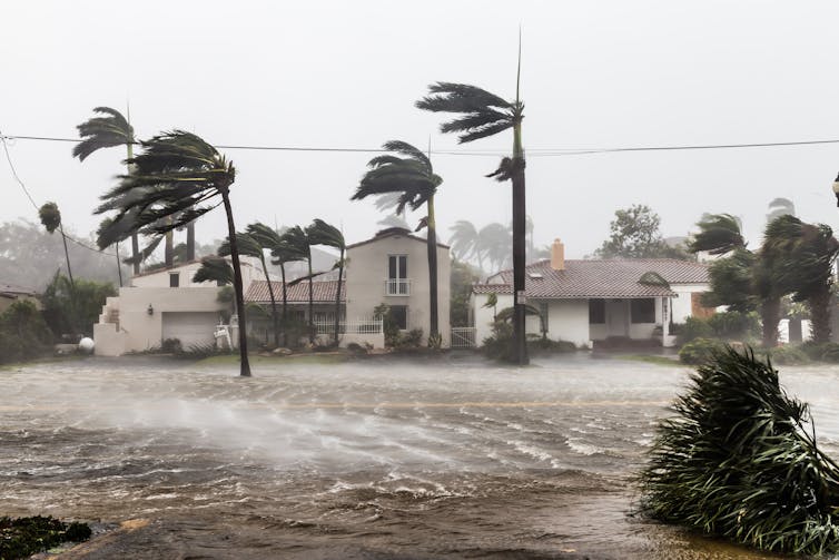 palm trees in storm, flooded streets