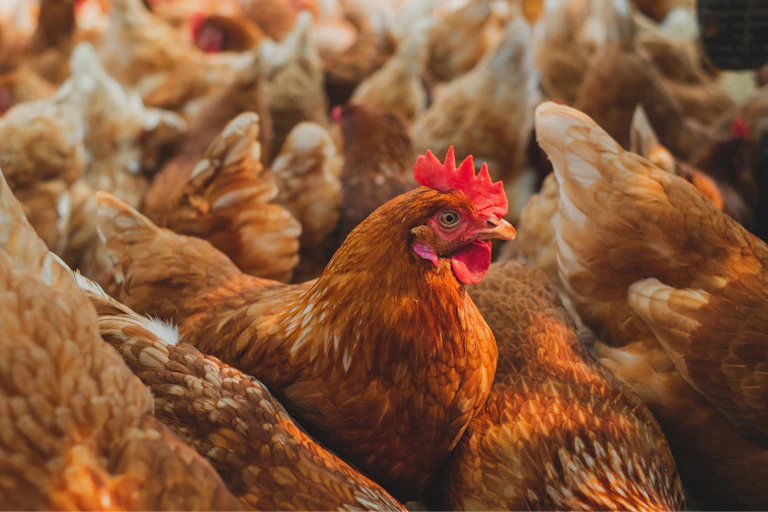 Des poulets d'élevage
