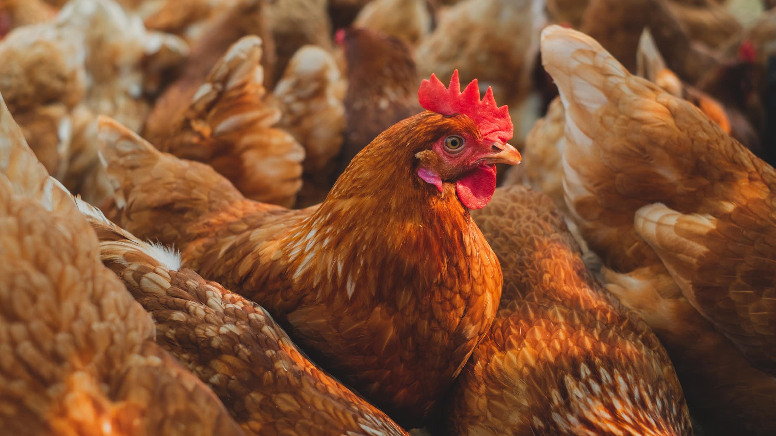 Des poulets d'élevage