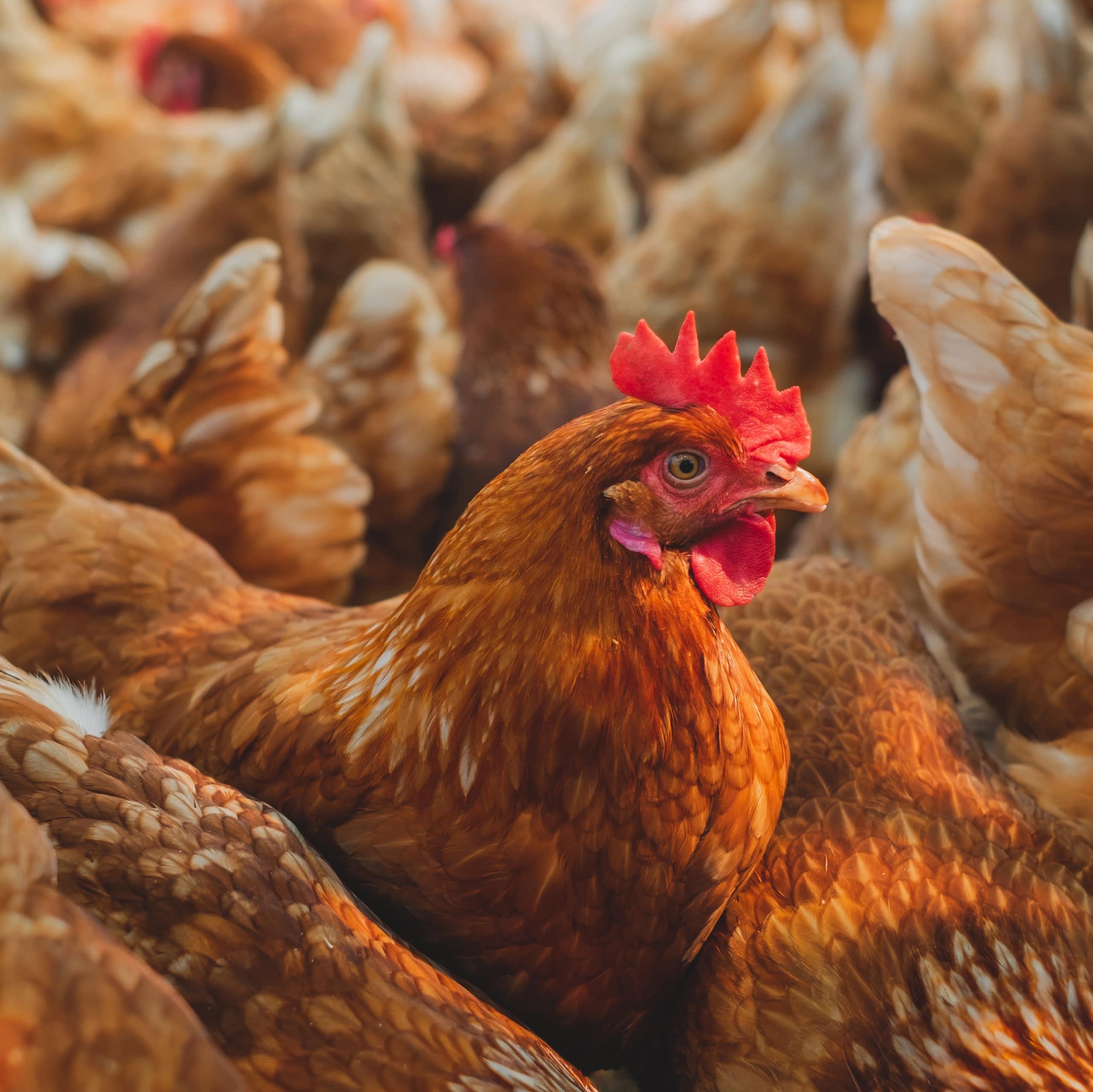 Des poulets d'élevage