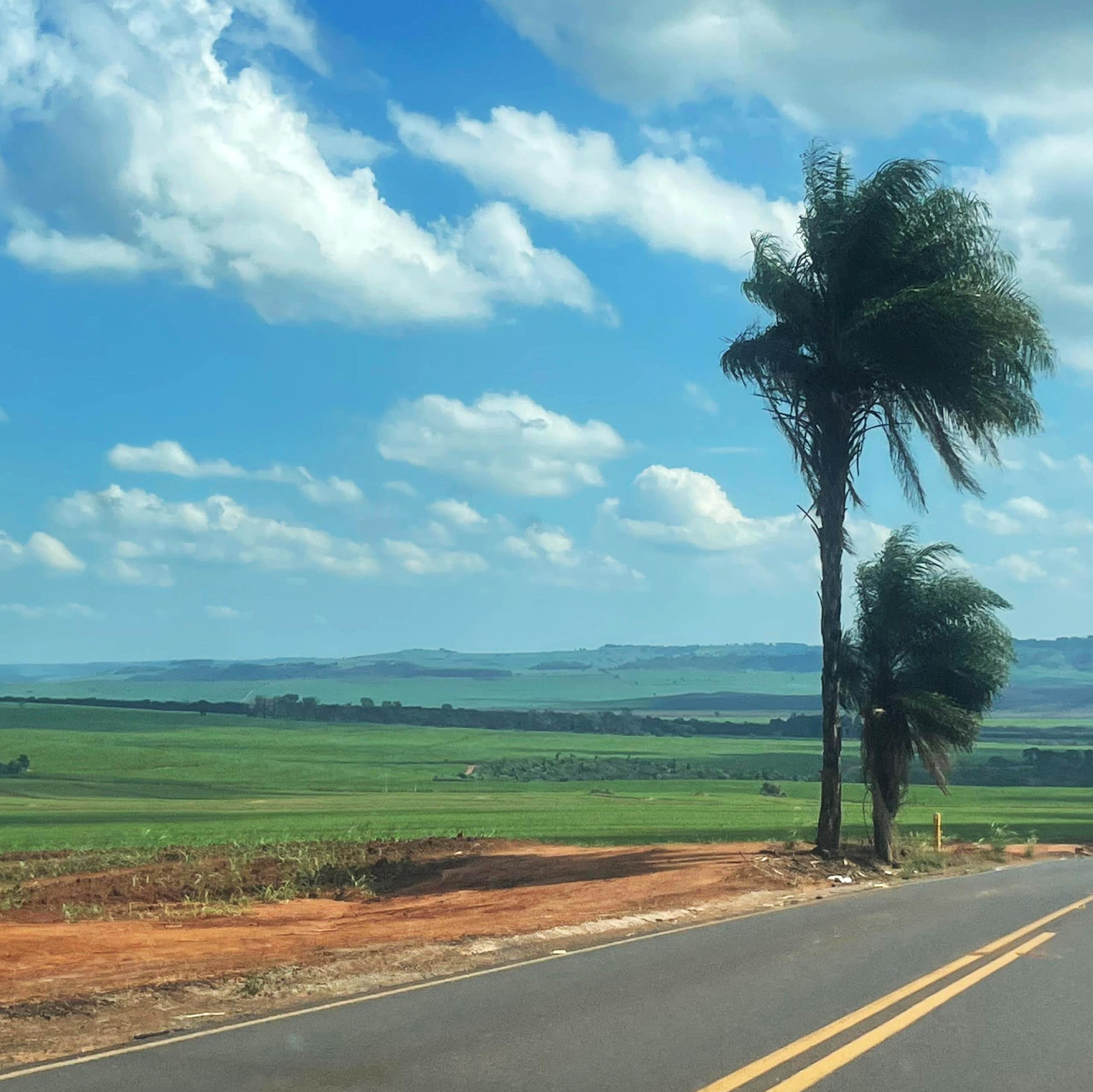 A strip of brown field is seen next to a vast green field, next to a paved two-way road, under a blue sky with white clouds.