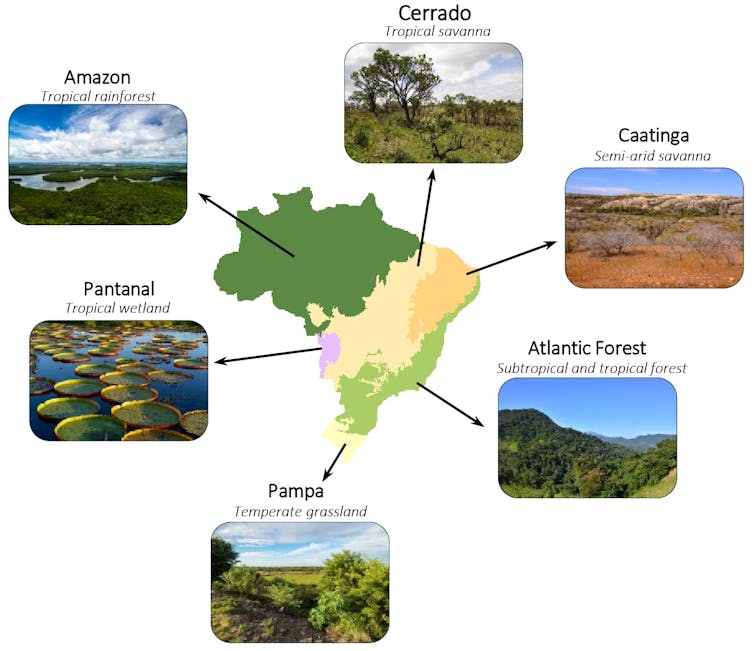 Linhas de um mapa do Brasil apontam para exemplos fotográficos de seus principais biomas.