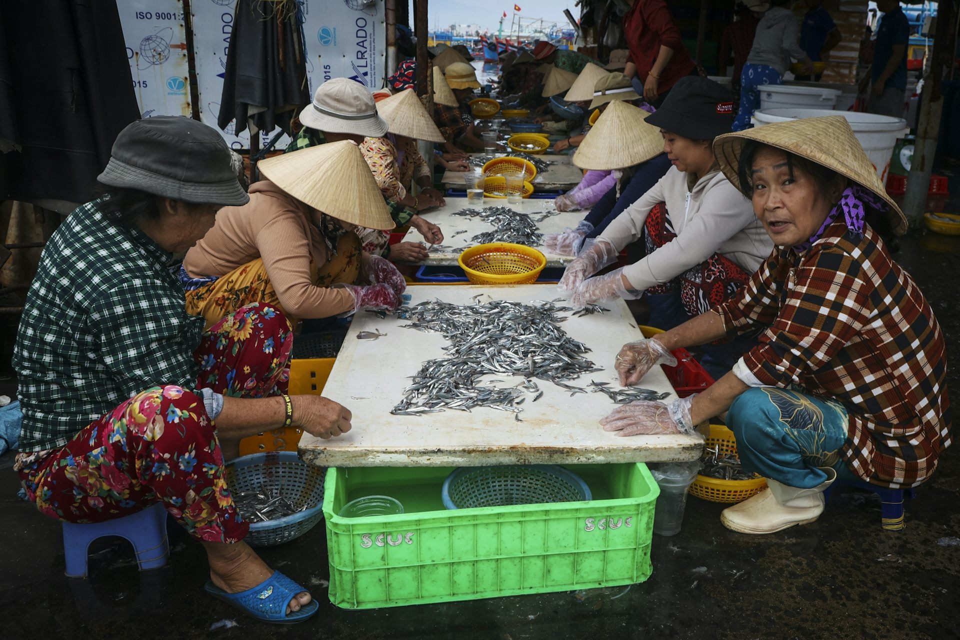 las mujeres clasifican pescado en una mesa larga