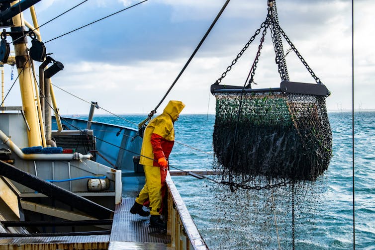 Un hombre en un barco pesquero observa cómo la red de pesca emerge del mar.
