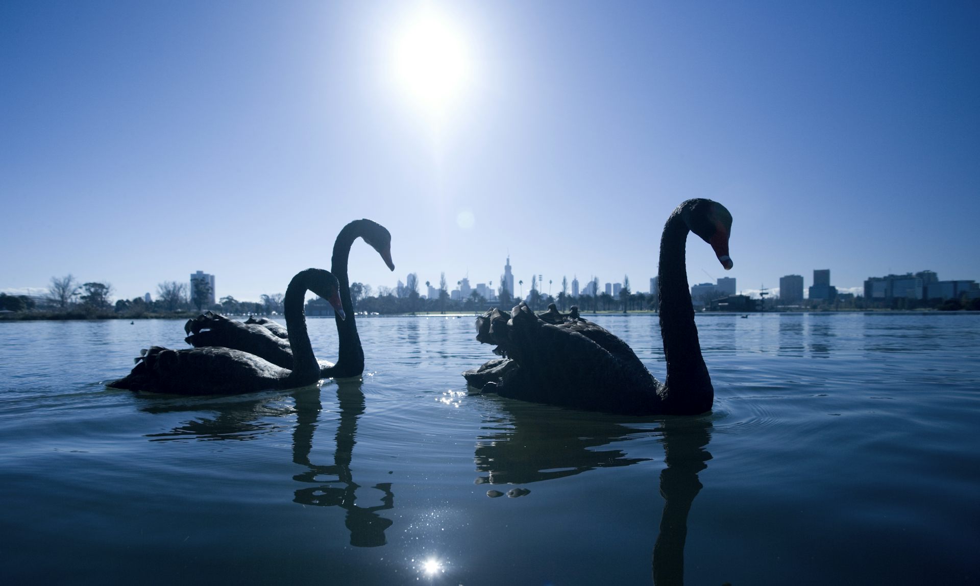 Could a ‘Grey Swan’ Event Undermine the AI Revolution? Here Are Three Risks to Prepare For.