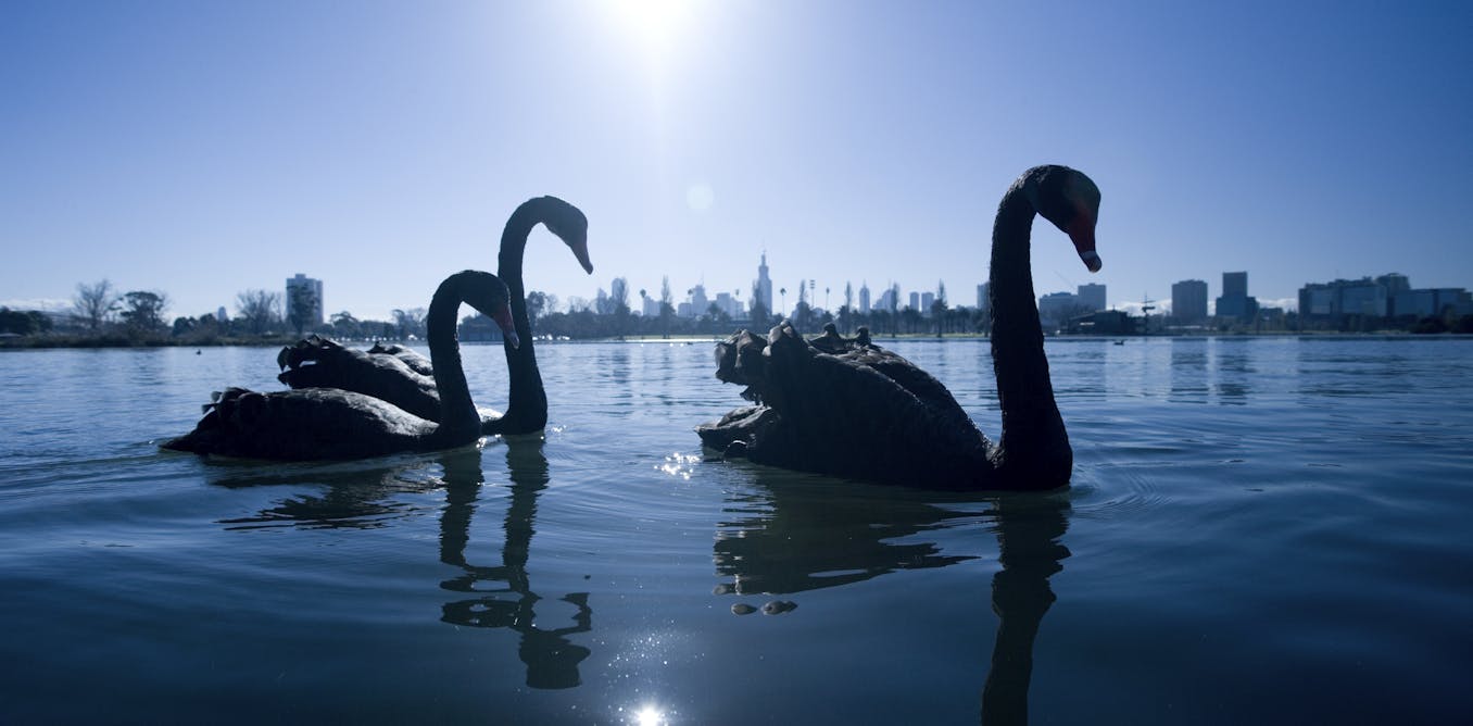 Could a ‘Grey Swan’ Event Undermine the AI Revolution? Here Are Three Risks to Prepare For. Could a ‘Grey Swan’ Event Undermine the AI Revolution? Here Are Three Risks to Prepare For.