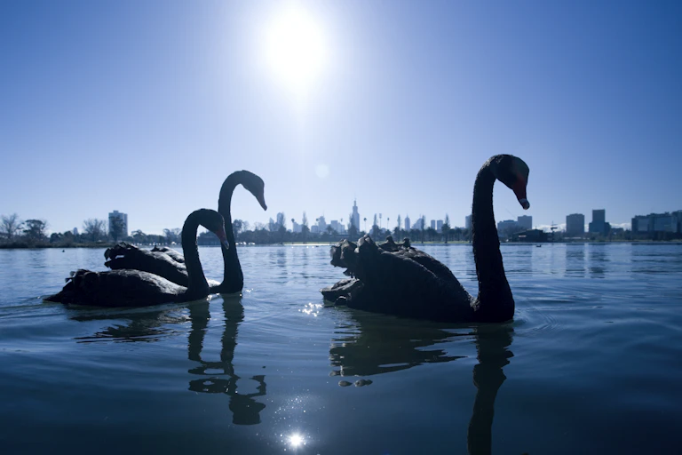 Swans on a lake, city skyline in the background