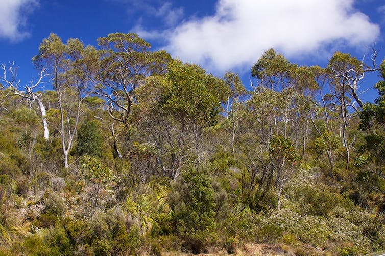dense Australian bushland and blue sky.