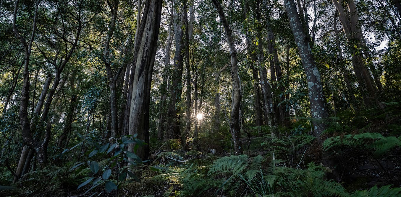 Where’s nature positive? Australia must ensure environment reforms work to restore what’s been lost Where’s nature positive? Australia must ensure environment reforms work to restore what’s been lost