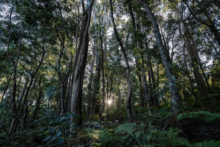view of forest, trees and shrubs.