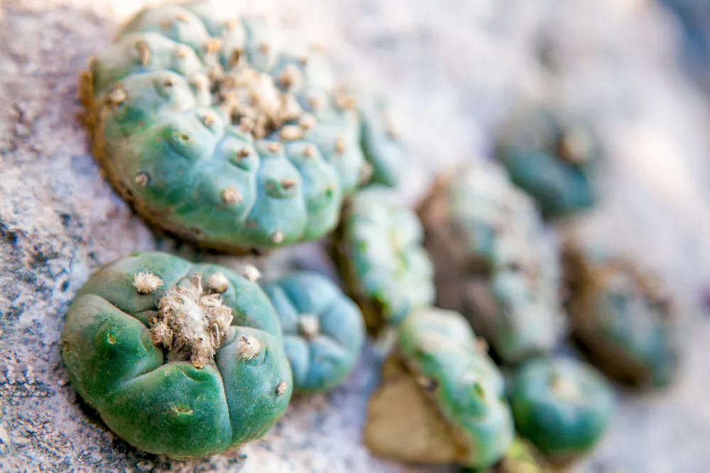 Paoti A psychedelic tour of Earth’s ecosystems – from the desert to Siberia