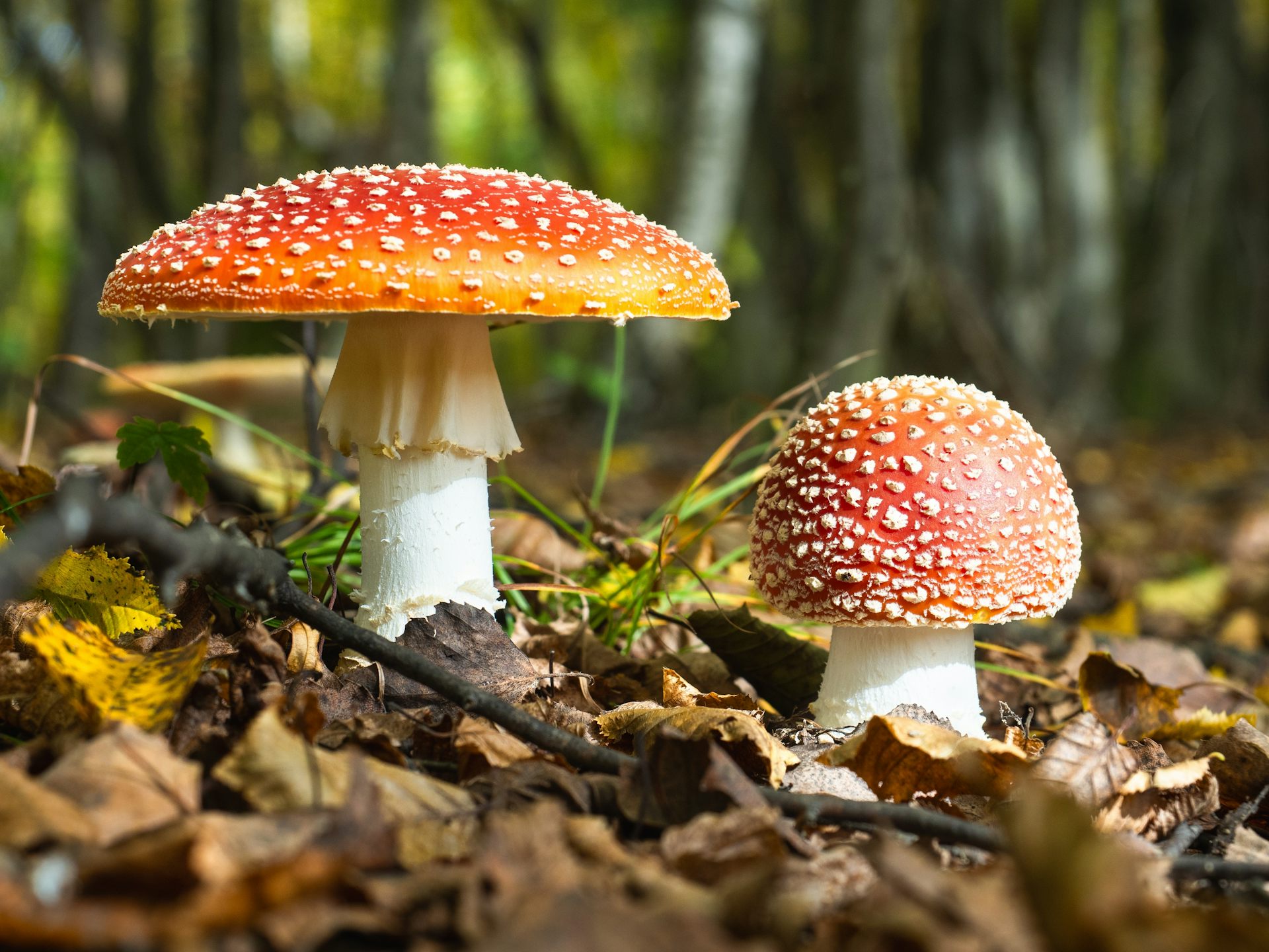 Red toadstools with white dots on the forest floor.