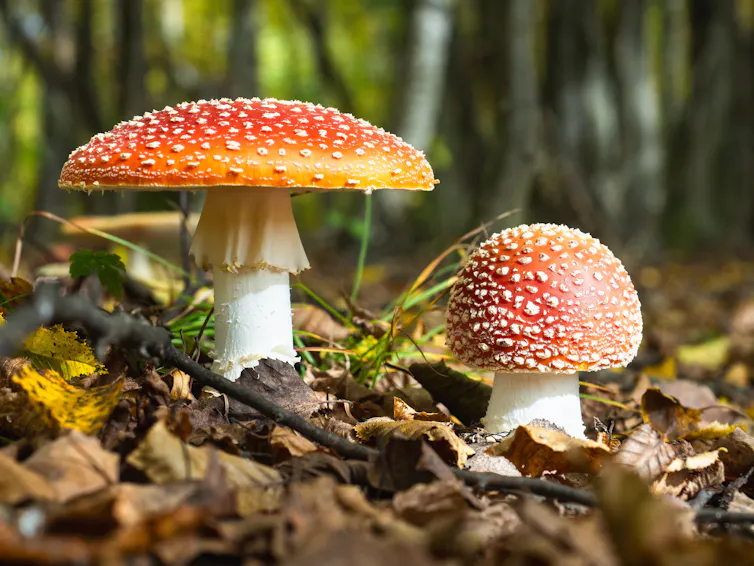 Red toadstools with white dots on the forest floor.