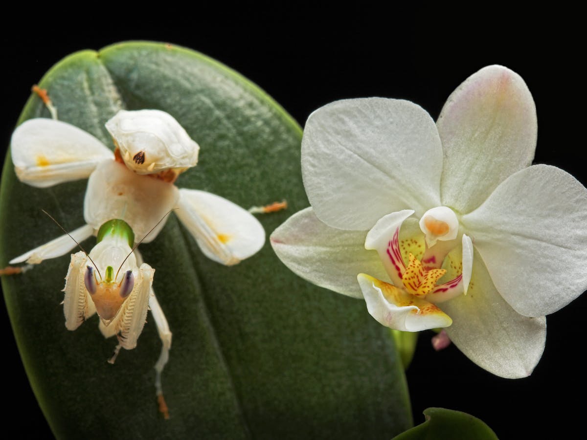 Secrets Of The Orchid Mantis Revealed It Doesn T Mimic An Orchid After All