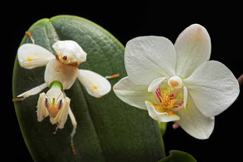 Secrets Of The Orchid Mantis Revealed It Doesn T Mimic An Orchid After All