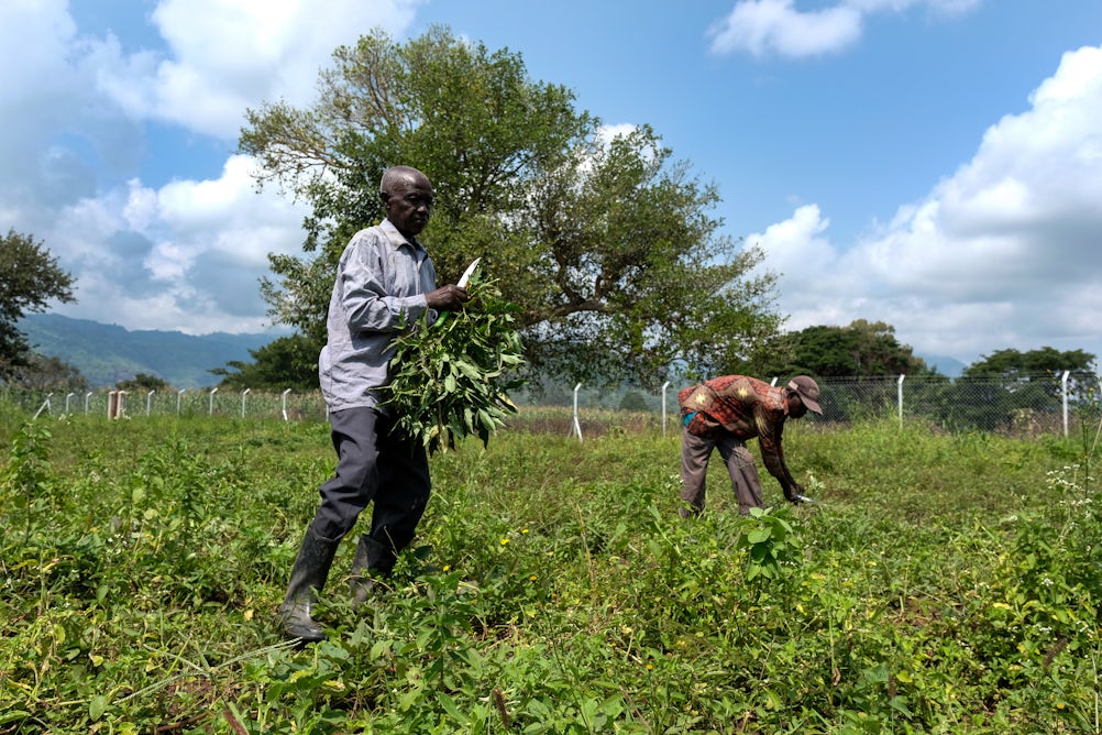 theconversation.com - Berber Kramer - Smartphones, women's rights and coupons: new trends that can boost insurance for African farmers