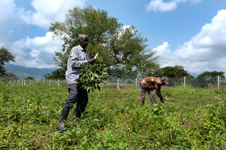 Two farmers in a field of sweet potatoes