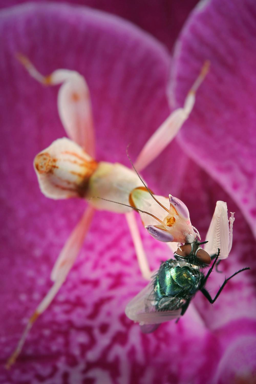 Secrets Of The Orchid Mantis Revealed It Doesn T Mimic An Orchid After All,How To Get Sap Out Of Clothes Rubbing Alcohol