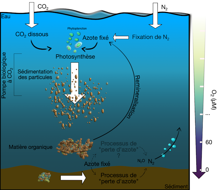 La figure représente une coupe verticale de l’ocean. A la surface le CO₂ et le N2 diffuse de l’atmosphère vers l’ocean. Le CO₂ est directement utilisé par le phytoplancton alors que le N2 doit passer par une étape dite de fixation avant d’être utilisé