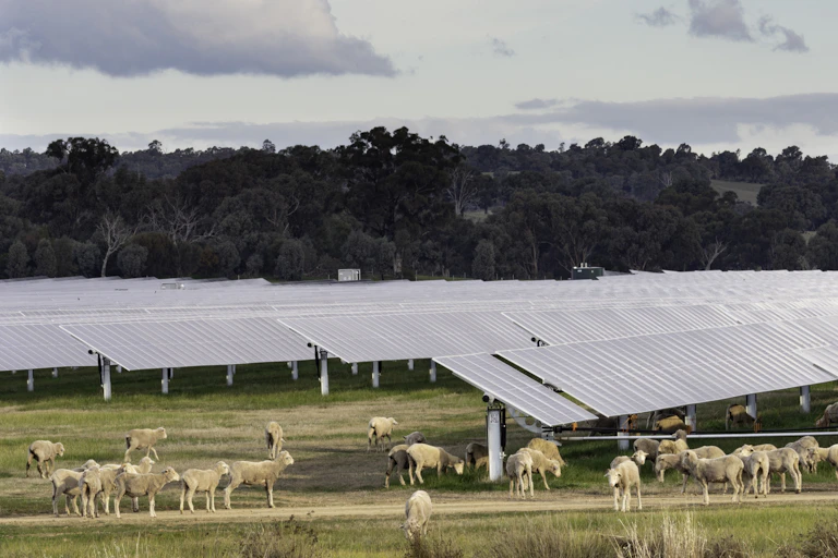 sheep grazing in solar farm