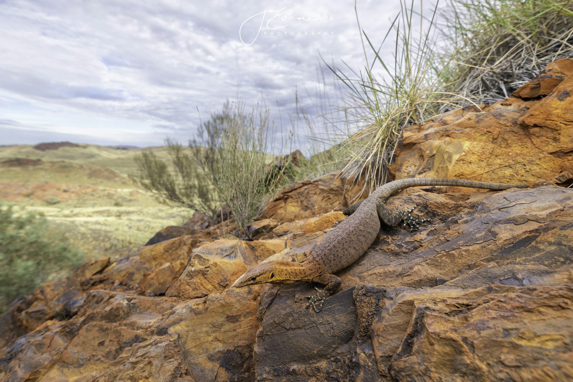 A red-coloured, large lizard lies on a rocky outcrop.