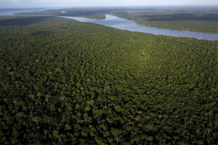 amazon rainforest from above, river and dense forest.