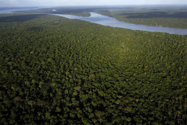 amazon rainforest from above, river and dense forest.