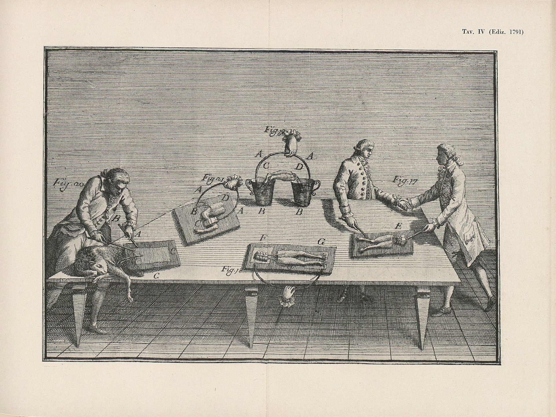 A drawing of Luigi Galvani's experiment on dead frogs.