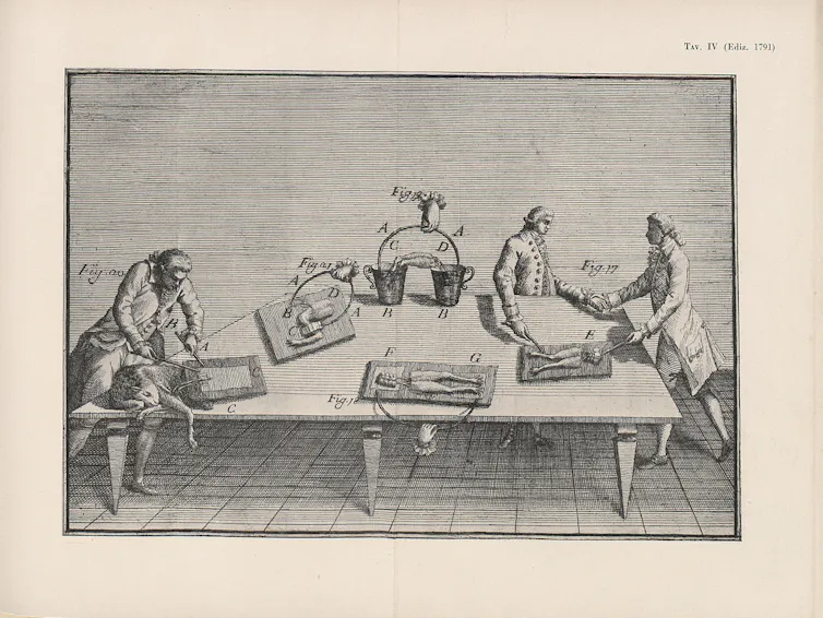 A drawing of Luigi Galvani's experiment on dead frogs.