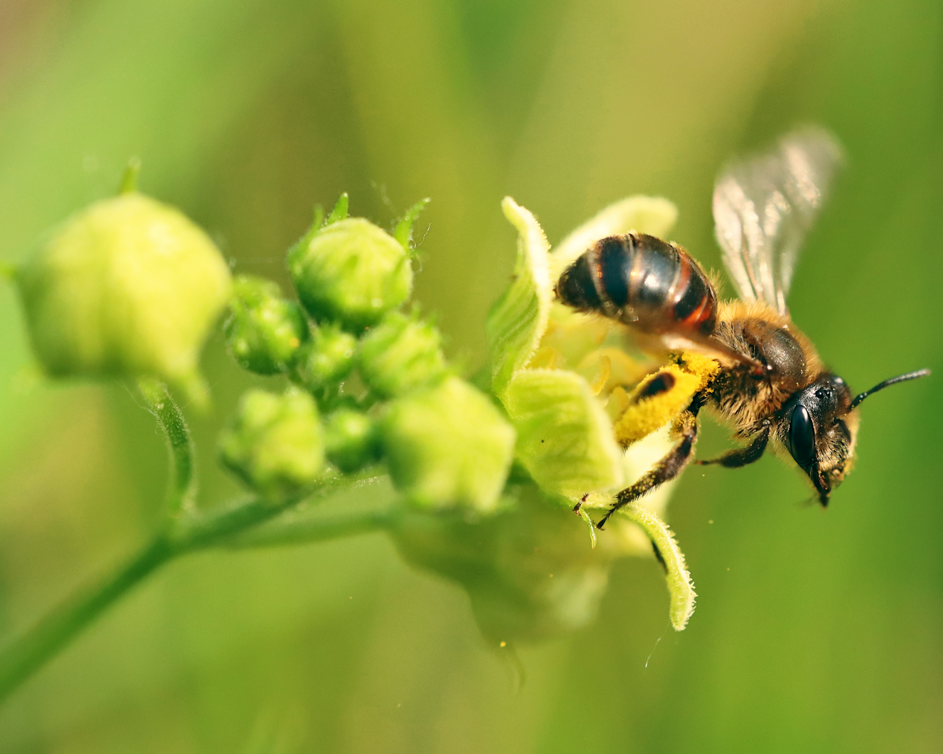 Gros plan d'une femelle de l'Andrène de la bryone