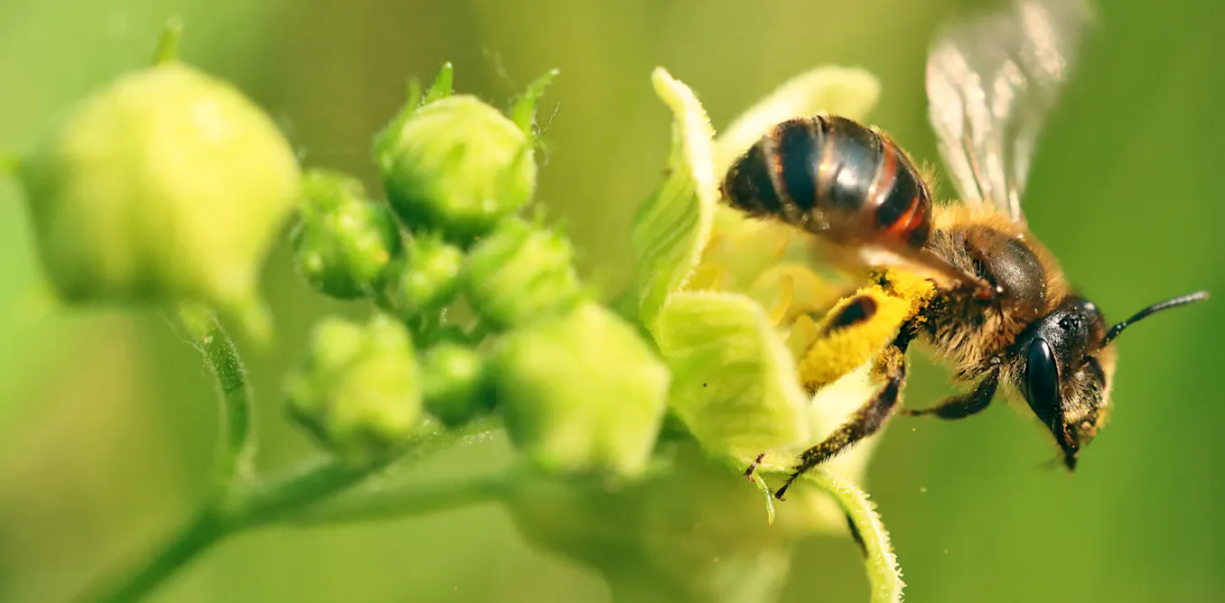 Non, toutes les abeilles ne meurent pas après avoir piqué (loin de là !) Non, toutes les abeilles ne meurent pas après avoir piqué (loin de là !)