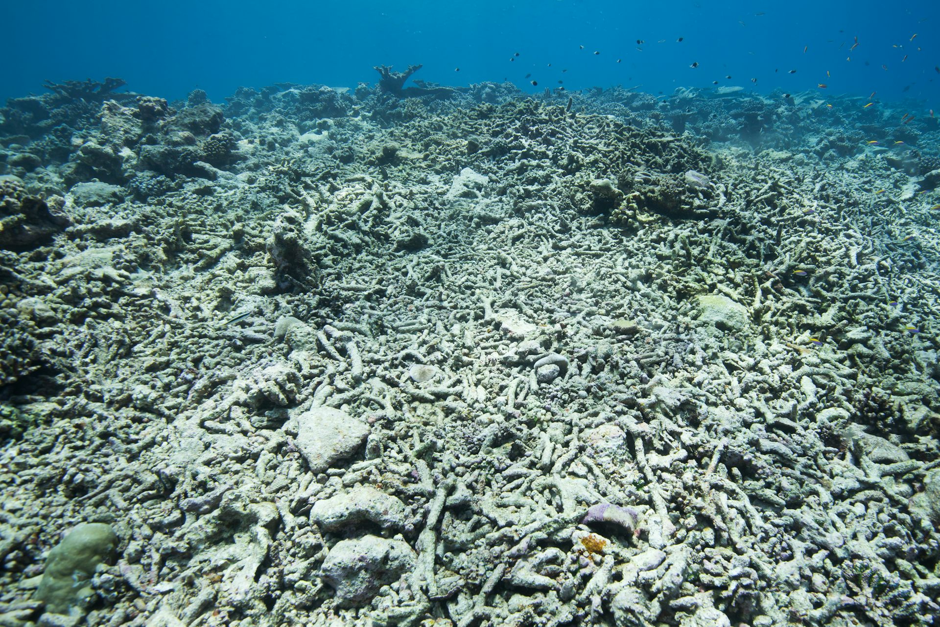 A pile of grey and dead coral lies scattered across the ocean floor