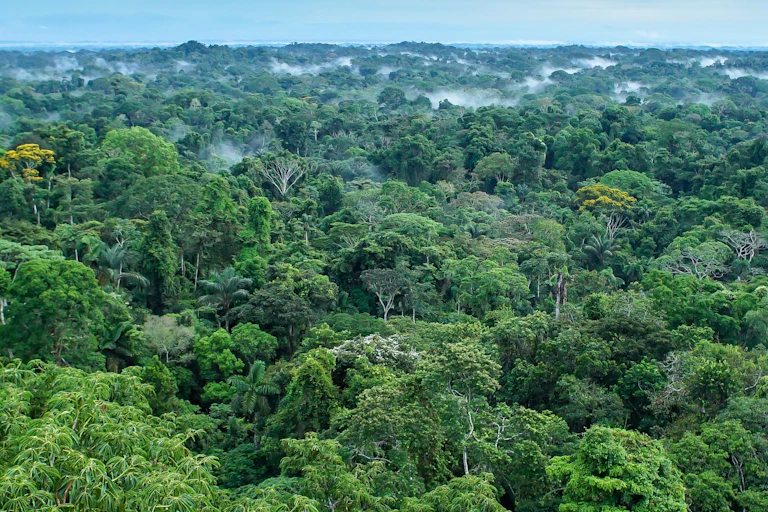 Árboles de la selva y niebla