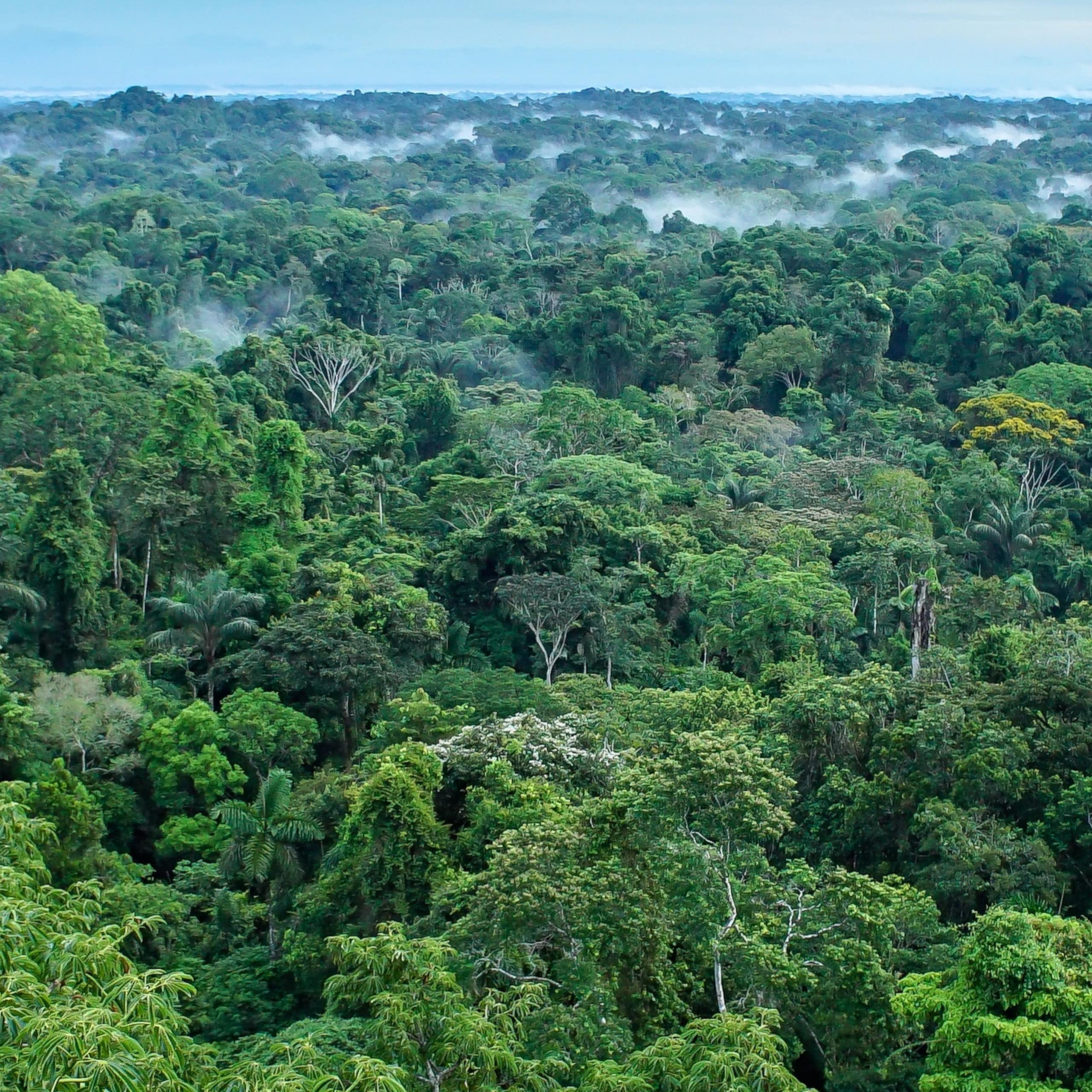 Árboles de la selva y niebla